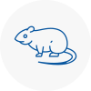 Rat Control South Kensington