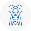 South Kensington Wasp Nest Removal